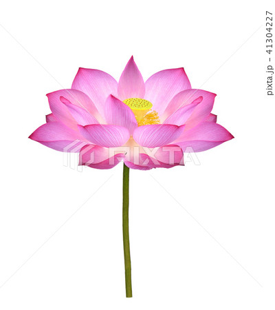 Lotus flower  on white background. 41304227
