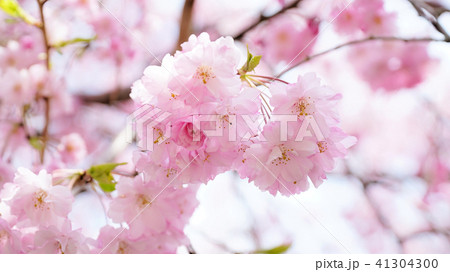 桜 桜 41304300