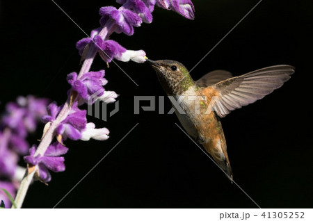humming bird 29 humming bird 29 41305252