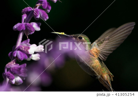 humming bird 31 41305254