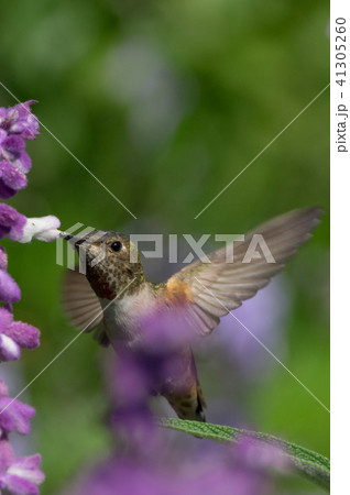 humming bird 35 41305260