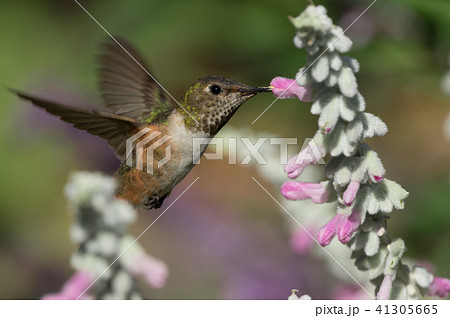 humming bird 38 humming bird 38 41305665