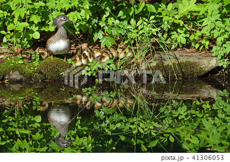オシドリの家族 オシドリの家族 41306053