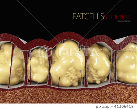 3d Illustration of Fat Cells on black background 41306418