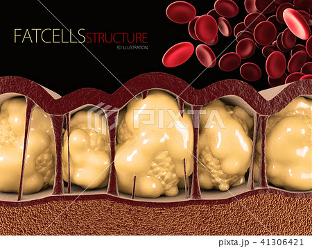 3d Illustration of Fat Cells with blood cells on black background 41306421
