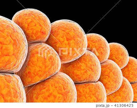3d Illustration of Fat Cells on black background 41306425