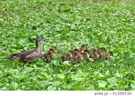 オシドリの家族 オシドリの家族 41306536