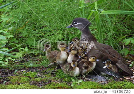 オシドリの家族 オシドリの家族 41306720