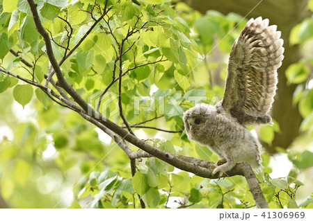 エゾフクロウの子供 41306969