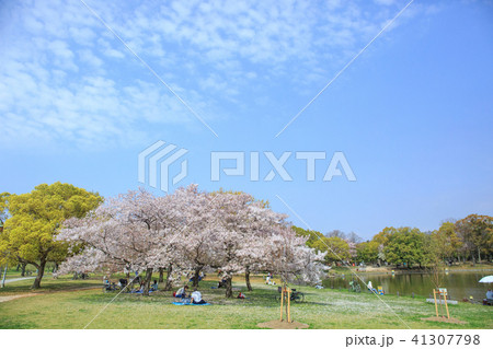 大仙公園の桜 大仙公園の桜 41307798