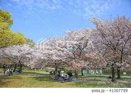 大仙公園の桜 大仙公園の桜 41307799