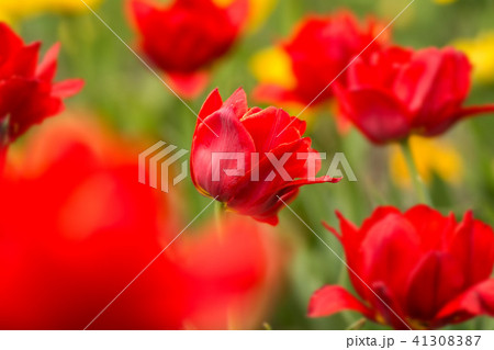 Red tulips on the field. Bright spring flowers. 41308387
