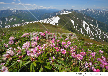 シャクナゲの花と残雪の山々　兎岳から見る奥利根の山々 41308760