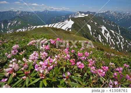 シャクナゲの花と残雪の山々 兎岳から見る奥利根の山々 シャクナゲの花と残雪の山々 兎岳から見る奥利根の山々 41308761