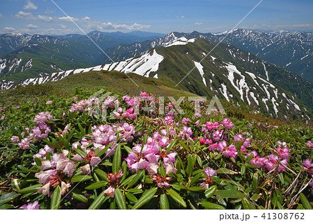 シャクナゲの花と残雪の山々　兎岳から見る奥利根の山々 41308762