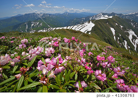 シャクナゲの花と残雪の山々　兎岳から見る奥利根の山々 41308763