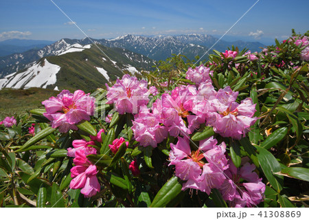 シャクナゲの花と残雪の山々 兎岳から見る奥利根の山々 シャクナゲの花と残雪の山々 兎岳から見る奥利根の山々 41308869