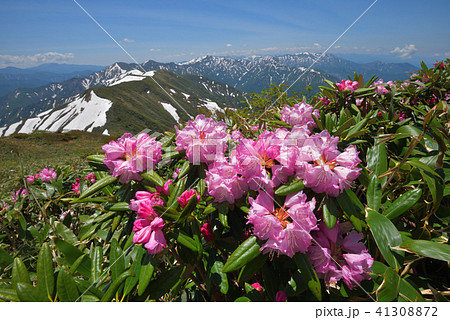 シャクナゲの花と残雪の山々　兎岳から見る奥利根の山々 41308872