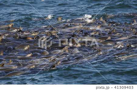 カリフォルニアアシカ 41309403