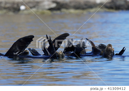 カリフォルニアアシカ カリフォルニアアシカ 41309412