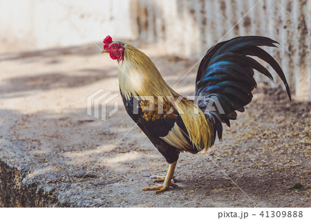 Asian rooster. 41309888