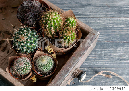 Different cacti in a wooden box. Closeup 41309953