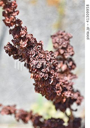 枯れたギシギシ(羊蹄) 枯れたギシギシ(羊蹄) 41309958