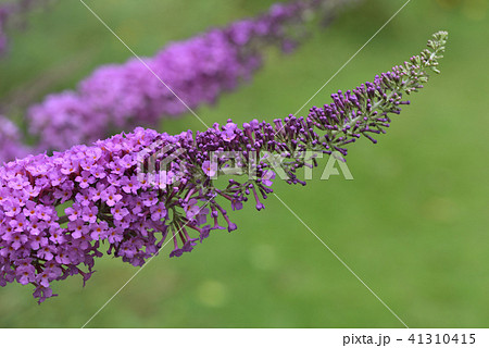 ブッドレア ブッドレア 41310415