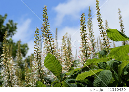 アエスクルス・パルビフローラ 41310420