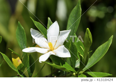 コクチナシ 41310424