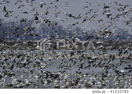 ハクガン 41310783