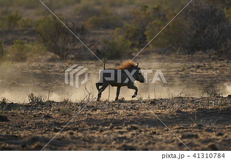 イボイノシシ イボイノシシ 41310784