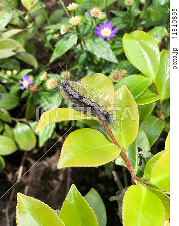 蛾の幼虫 41310895