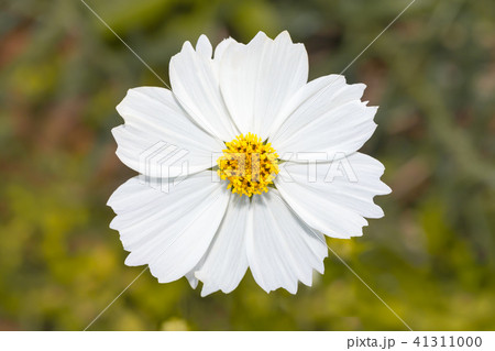 white Sulfur Cosmos flower white Sulfur Cosmos flower 41311000