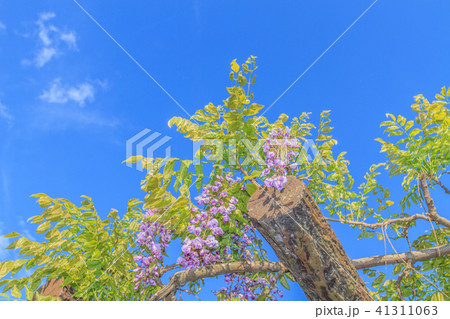 春の四街道の藤の花の風景 春の四街道の藤の花の風景 41311063
