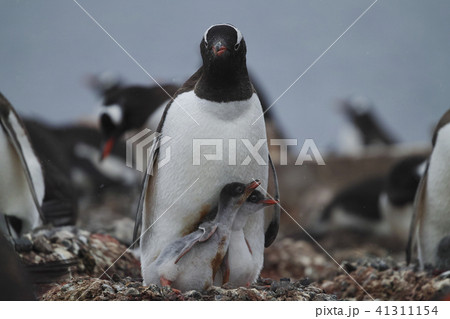 ジェンツーペンギン 41311154