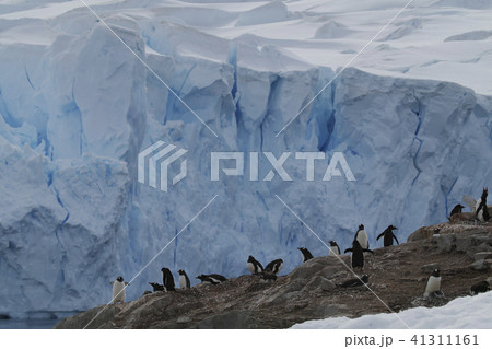 ジェンツーペンギン ジェンツーペンギン 41311161