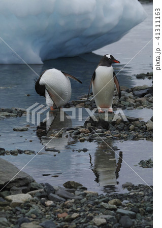 ジェンツーペンギン 41311163