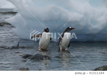 ジェンツーペンギン ジェンツーペンギン 41311164