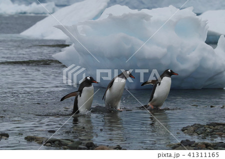 ジェンツーペンギン 41311165