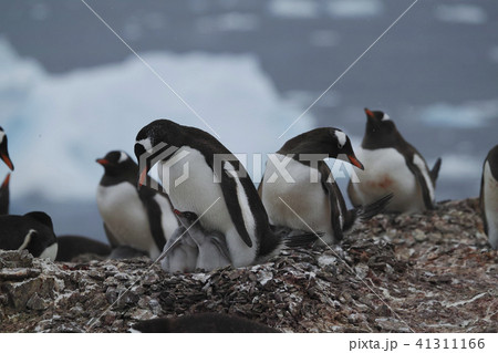 ジェンツーペンギン ジェンツーペンギン 41311166