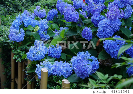 銀座に咲く見事な紫陽花の花 銀座に咲く見事な紫陽花の花 41311541