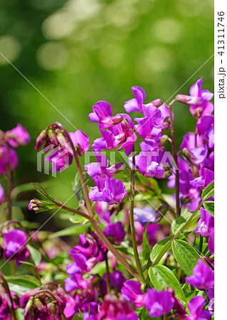 可憐で美しい赤紫色のスイートピー 41311746