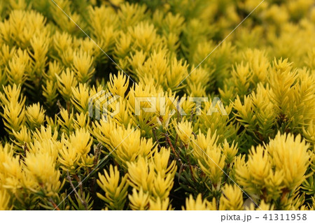 金目伽羅木 41311958