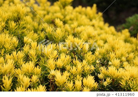 金目伽羅木 金目伽羅木 41311960