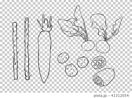 Root vegetable drawing 41312054