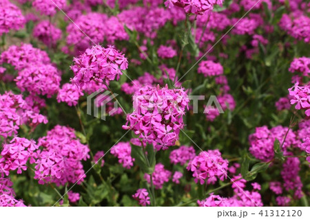 虫捕撫子 41312120