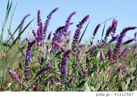 Salvia flowers on blue sky background 41312567