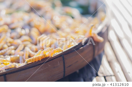 Yellow silk worm from Thailand. 41312610