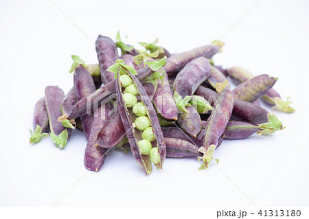 ツタンカーメンのエンドウ豆 41313180